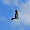 _MG_2331 White Stork